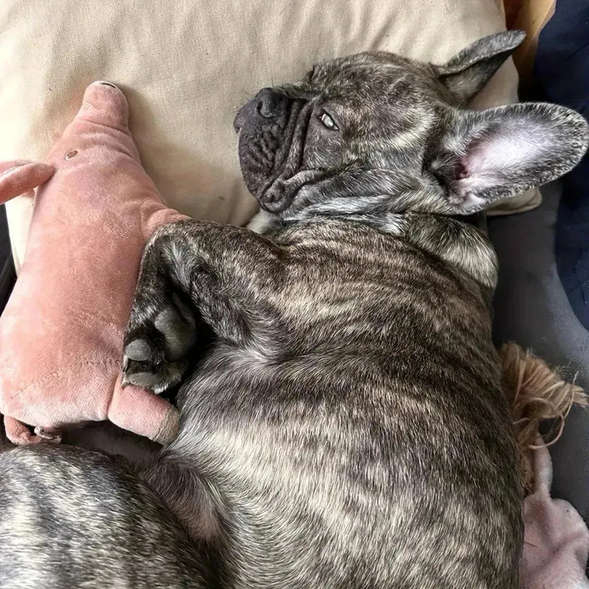 Cute Pig Squeaky Plush Toy - Durable Dog Chew & Teeth Grinding
