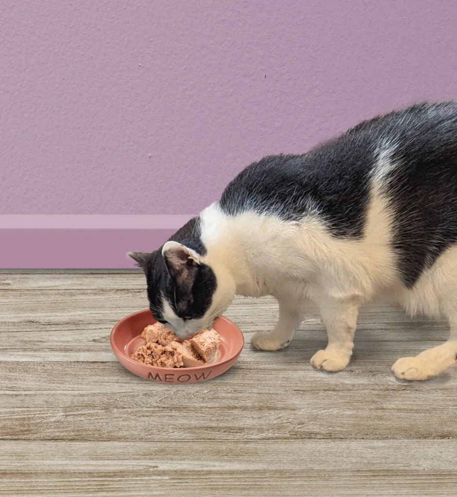 ETHICAL PORTOFINO OVAL 6" CAT DISH PINK