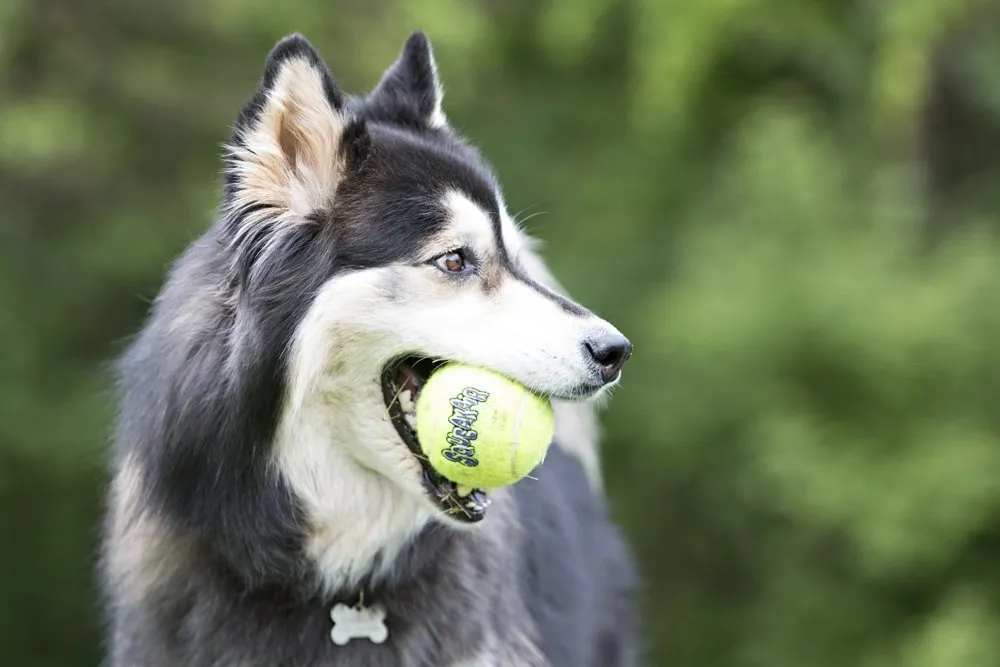 KONG SqueakerAir Dog Balls 6 Pack - Size Medium