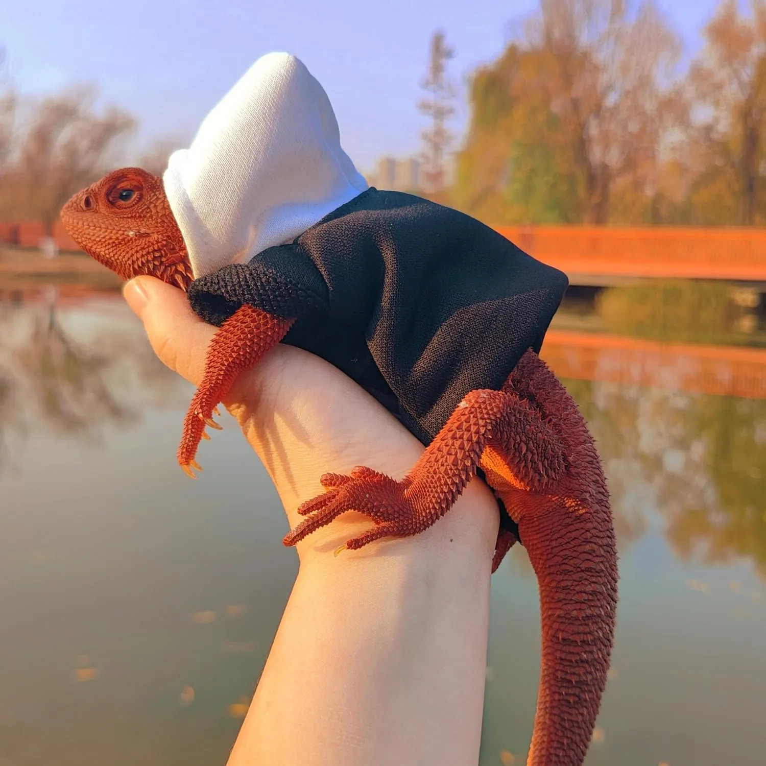 Lizards Clothes for Bearded Dragon - Handmade Cotton Hoodies Warm Sweater Coat Reptiles Apparel Costume Skin Protection Photo for Lizard Bearded Dragon Crested Gecko Chameleon (Black,Large)