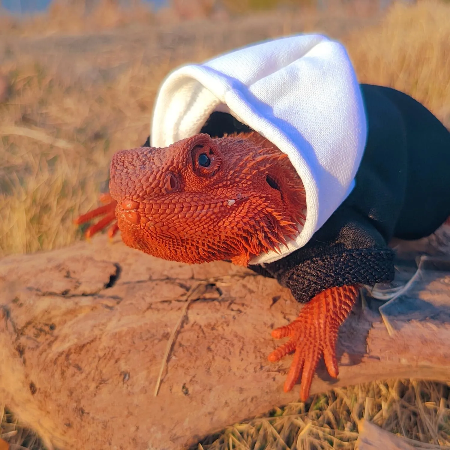Lizards Clothes for Bearded Dragon - Handmade Cotton Hoodies Warm Sweater Coat Reptiles Apparel Costume Skin Protection Photo for Lizard Bearded Dragon Crested Gecko Chameleon (Black,Large)