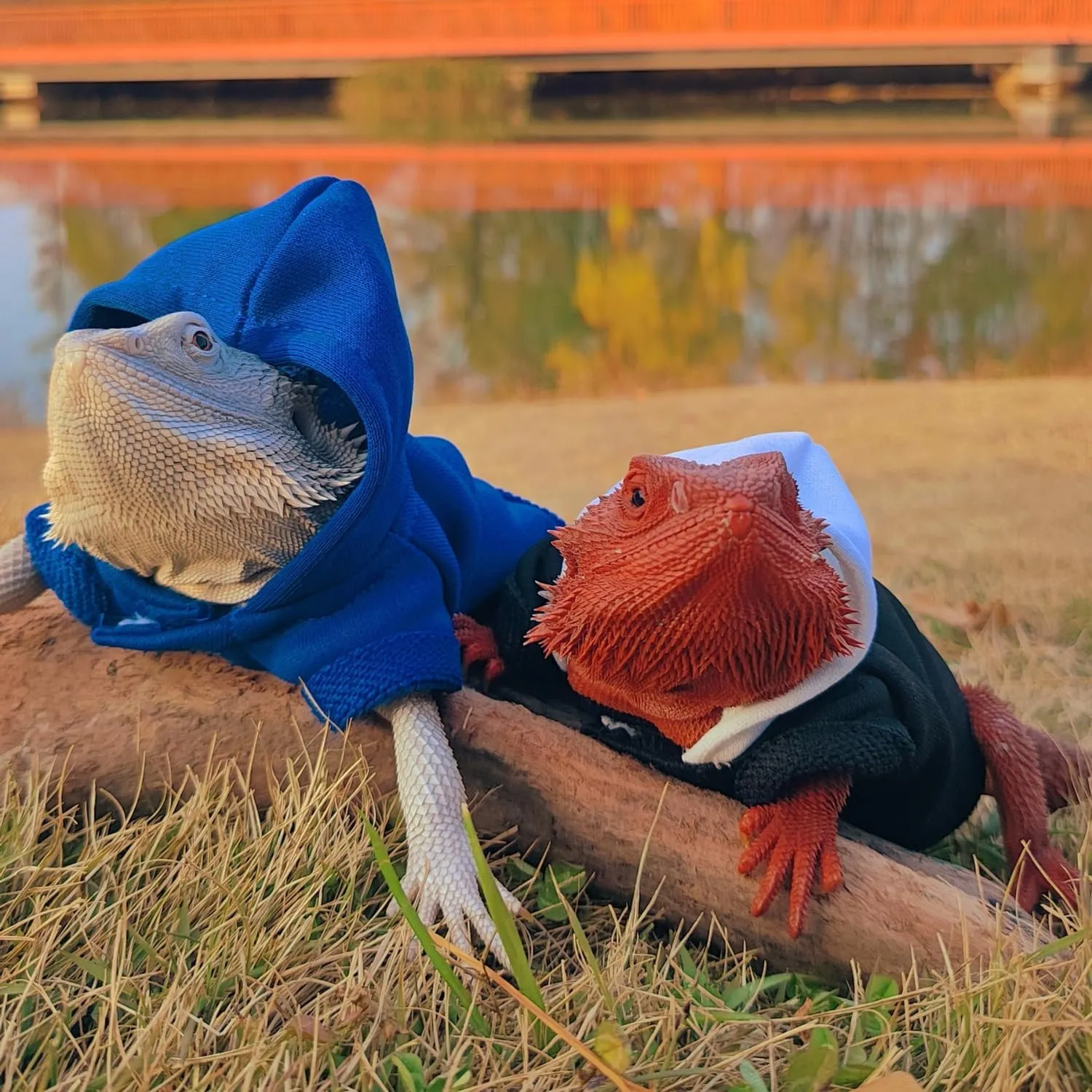 Lizards Clothes for Bearded Dragon - Handmade Cotton Hoodies Warm Sweater Coat Reptiles Apparel Costume Skin Protection Photo for Lizard Bearded Dragon Crested Gecko Chameleon (Black,Large)