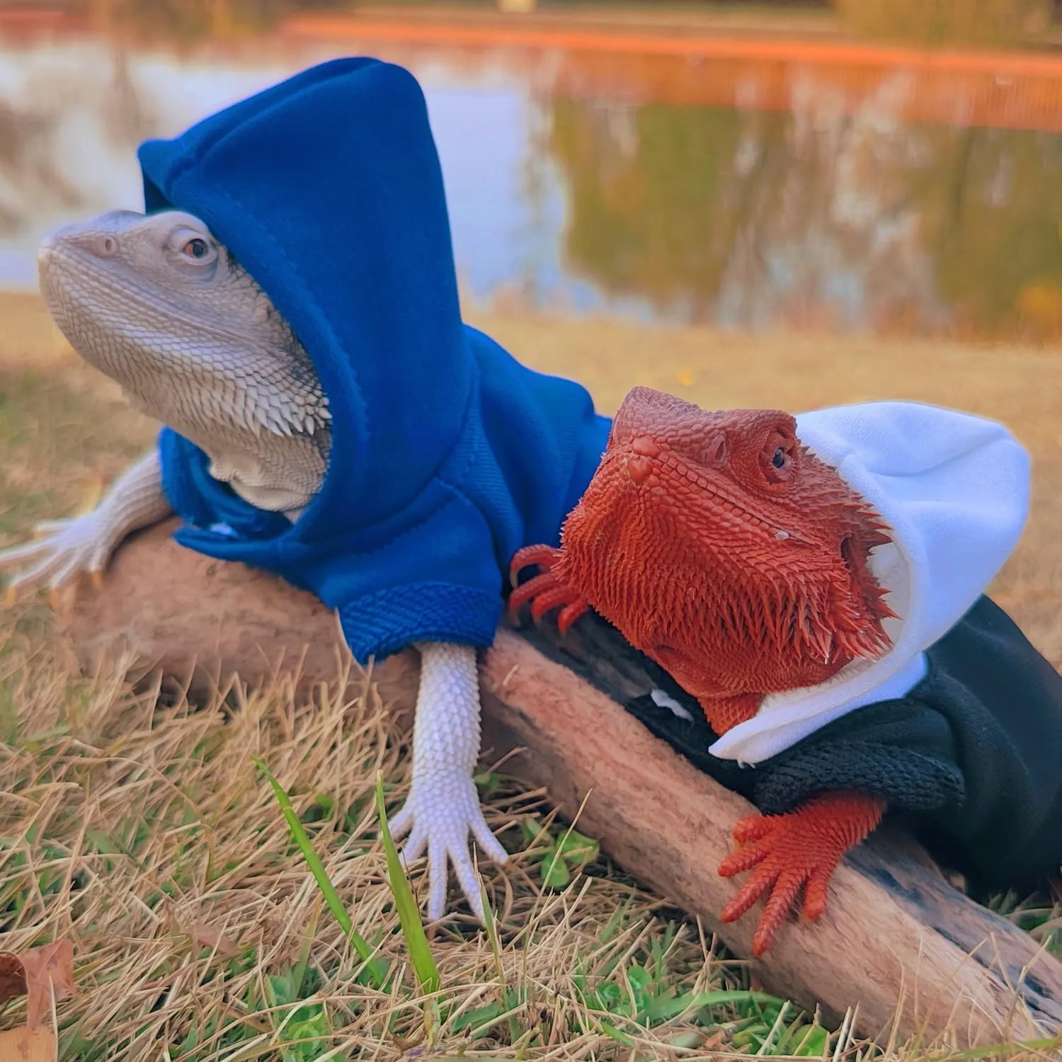 Lizards Clothes for Bearded Dragon - Handmade Cotton Hoodies Warm Sweater Coat Reptiles Apparel Costume Skin Protection Photo for Lizard Bearded Dragon Crested Gecko Chameleon (Blue,Large)