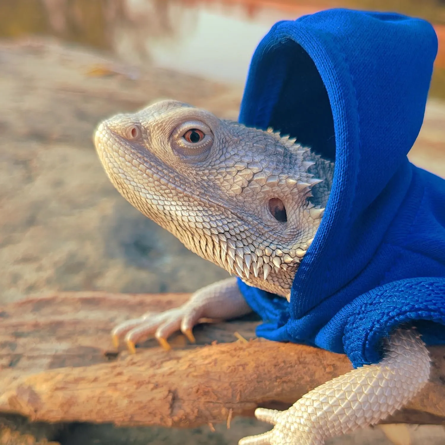 Lizards Clothes for Bearded Dragon - Handmade Cotton Hoodies Warm Sweater Coat Reptiles Apparel Costume Skin Protection Photo for Lizard Bearded Dragon Crested Gecko Chameleon (Blue,Large)
