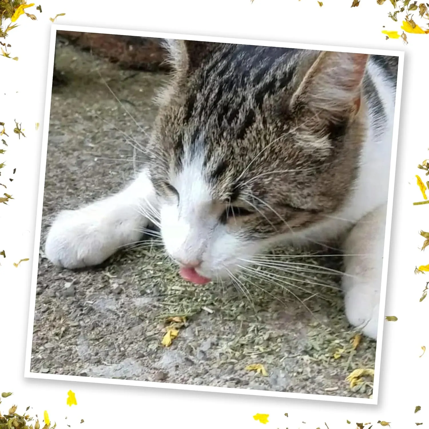 Meowijuana | Ruby Rascal Bundle | Get Silly Refillable Ruby Rascal Toy and Sierra Sunshine Catnip Blend | Promotes Play and Cat Health | Includes North American Organic Catnip