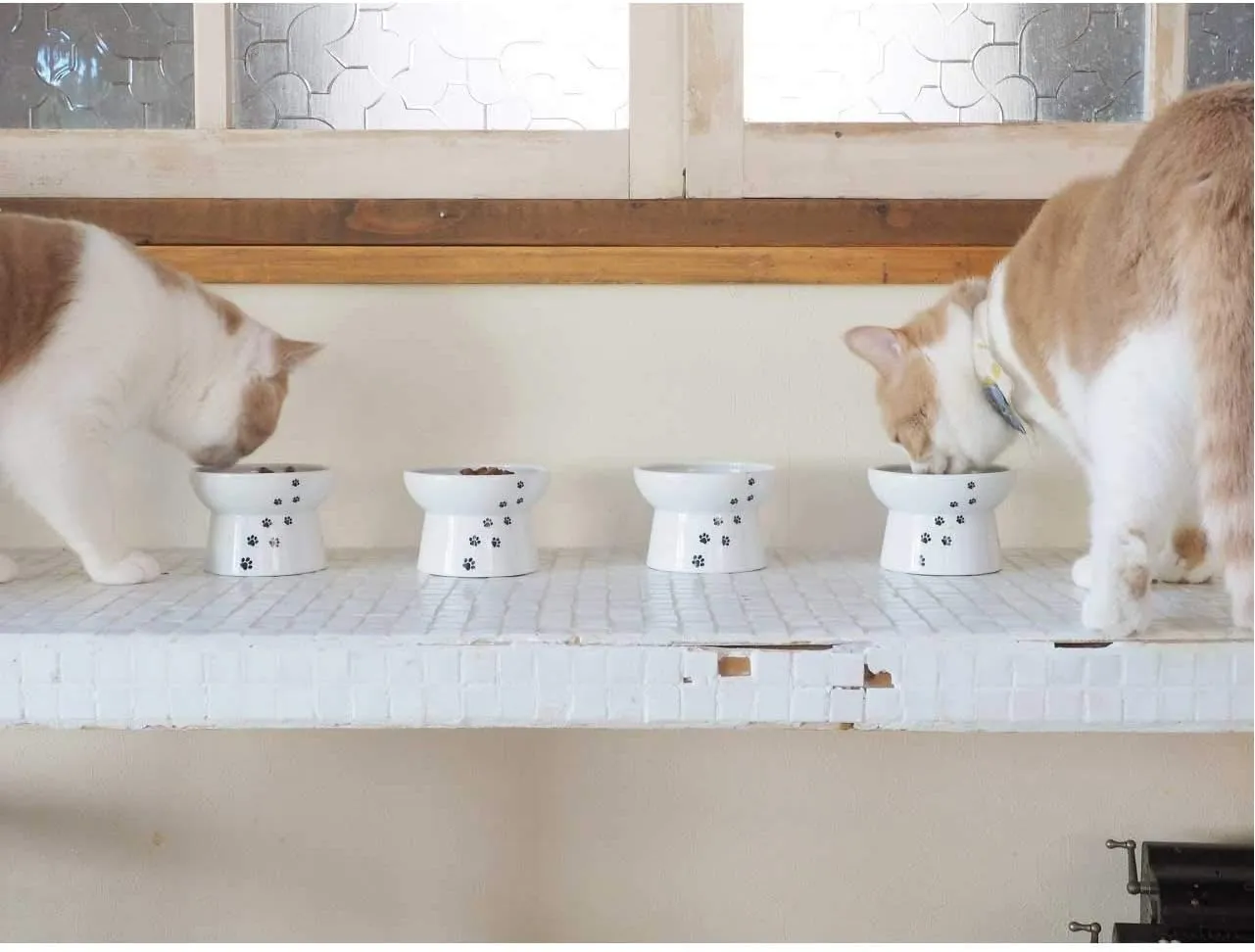Necoichi Raised Stress Free Cat Food Bowl, Elevated, Backflow Prevention, Dishwasher and Microwave Safe, No.1 Seller in Japan! (Cat, Regular)