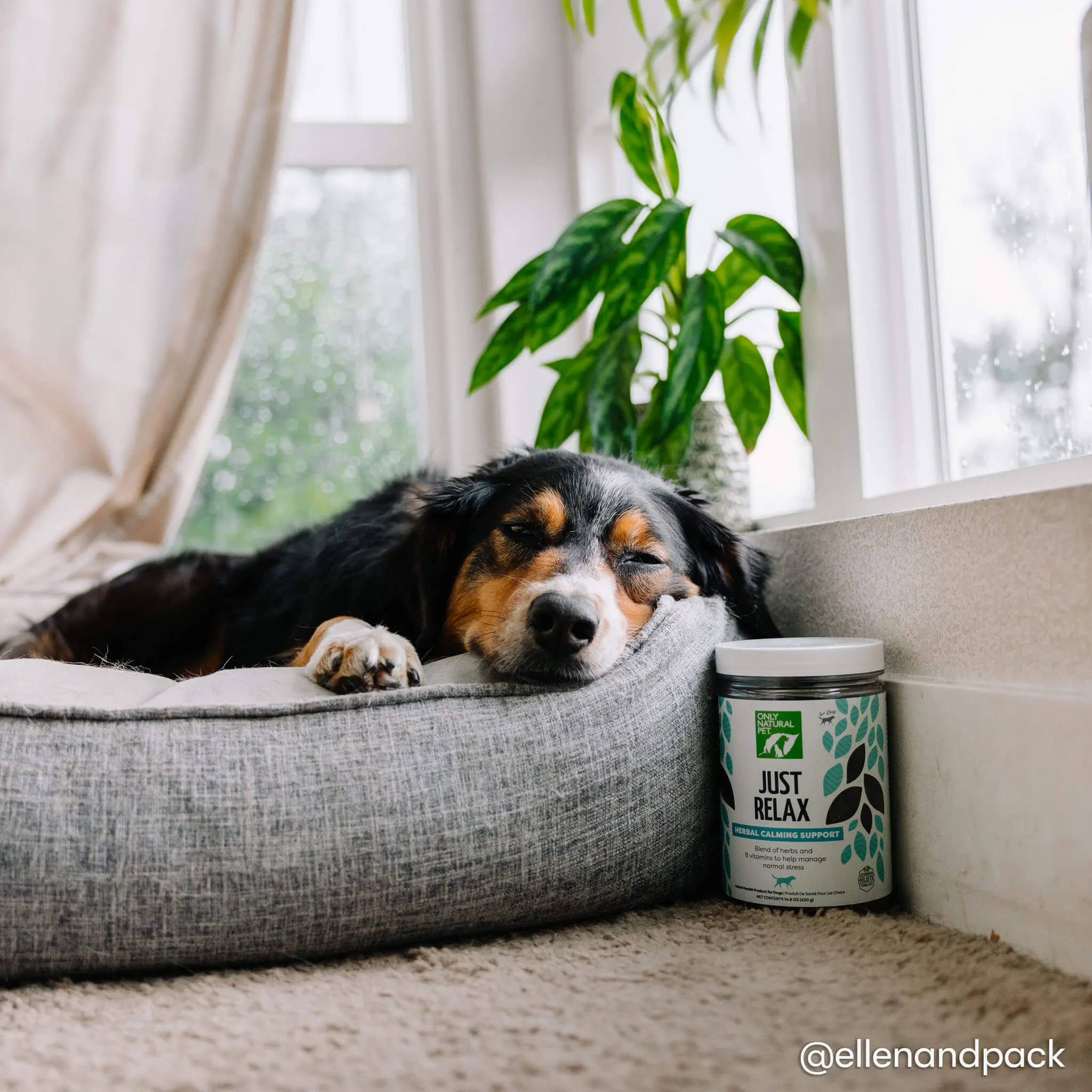 Only Natural Pet Just Relax Calming Chews for Dogs