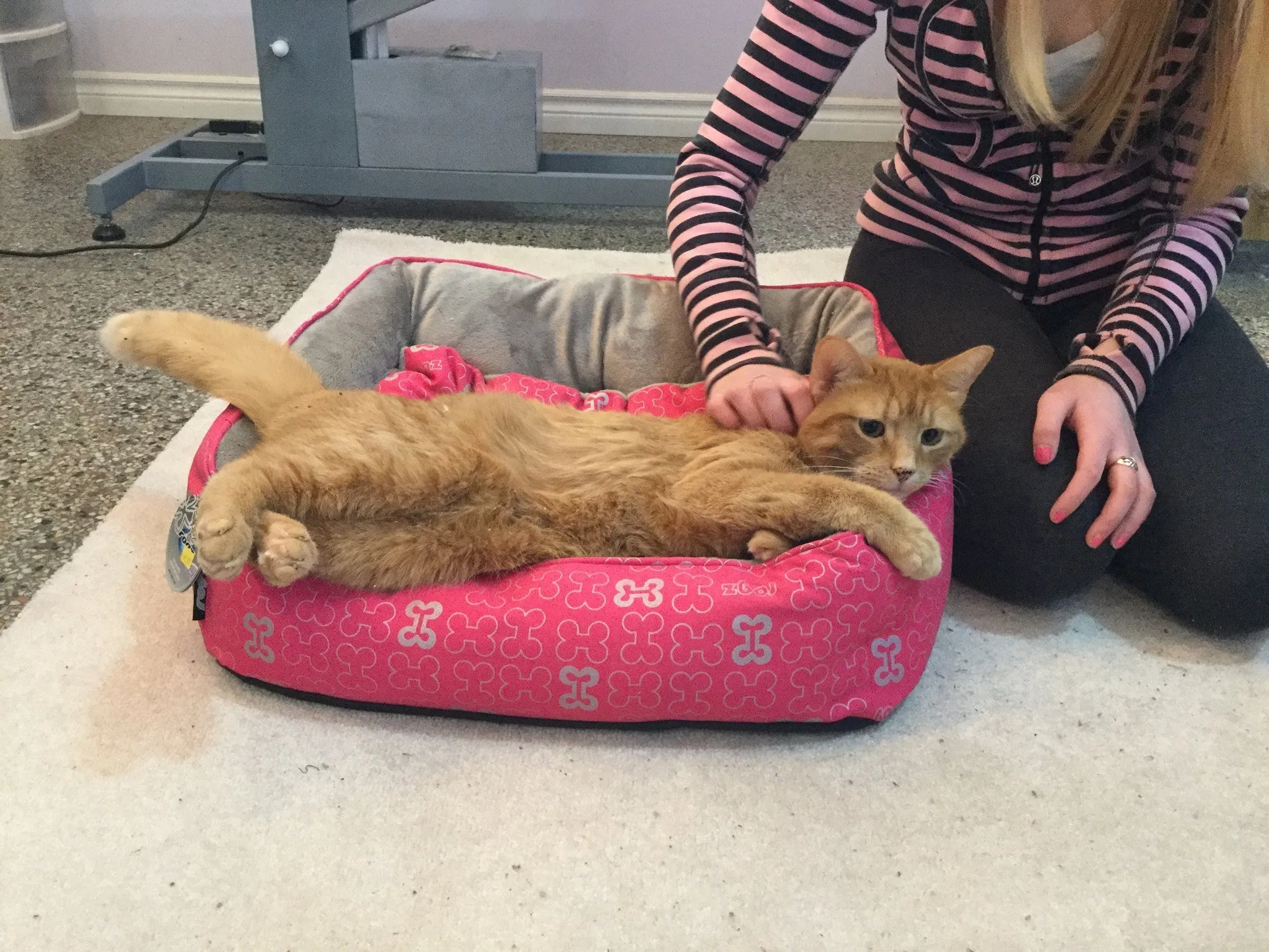 Rogz Trendy Podz Beds in Pink Bones (Small) SALE