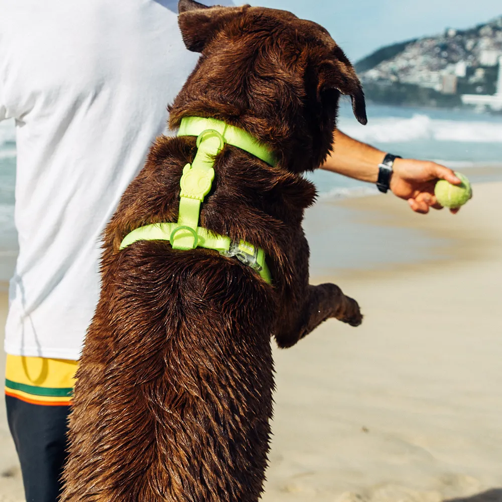 Zee.Dog Neopro Lime H-Harness